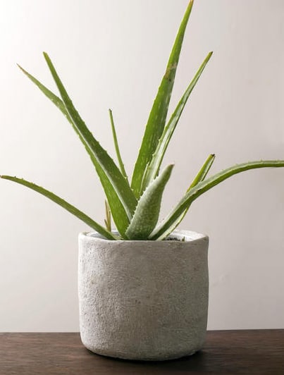 Aloe vera can be very happy I the bathroom