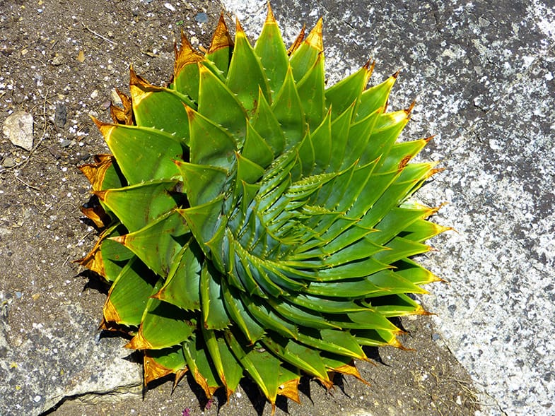 You can remove the brown leaf tips if you want to