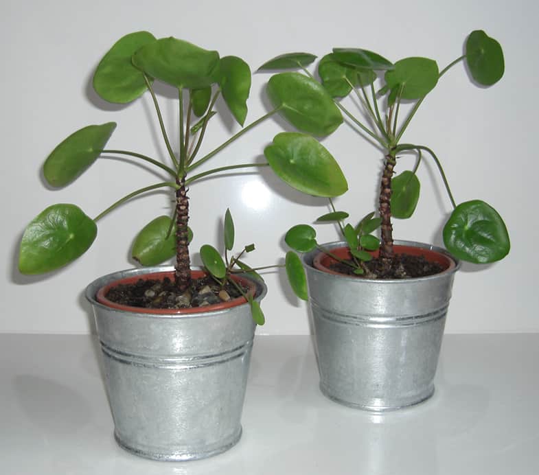 Chinese money plants can be very happy I the bathroom