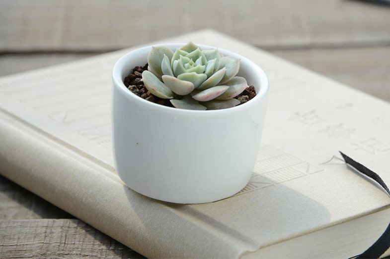 Succulents can improve concentration as well as reduce stress and anxiety
