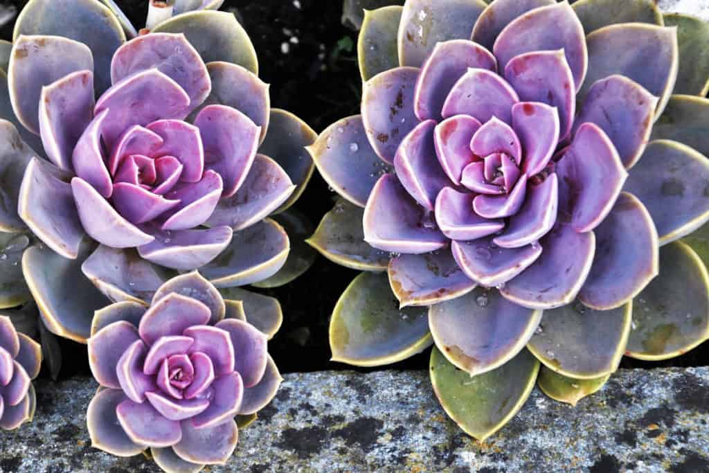 Deadheaded succulents will be much healthier