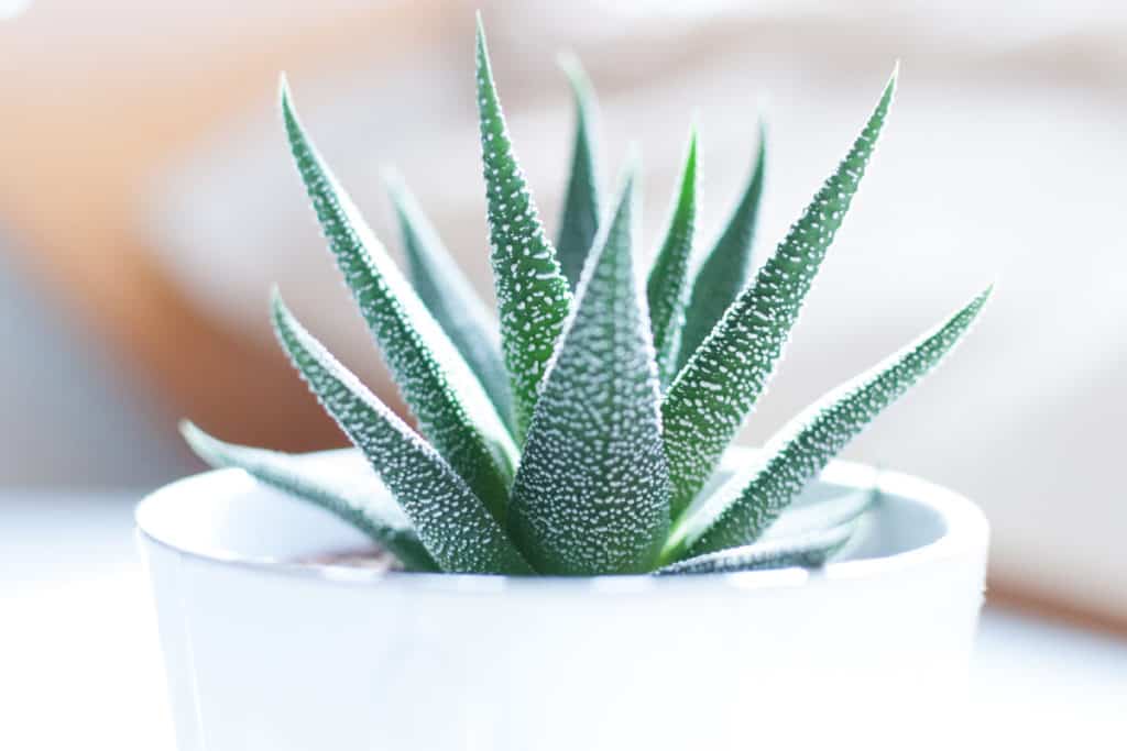 With proper care succulents can live happily in a bathroom without windows