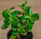 Jade plants absorb bad air and improve your mood