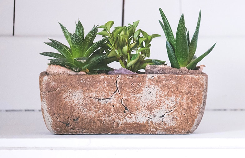 Succulents can live happily inn the bathroom