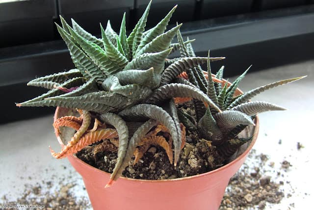 You should deadhead your succulents regularly