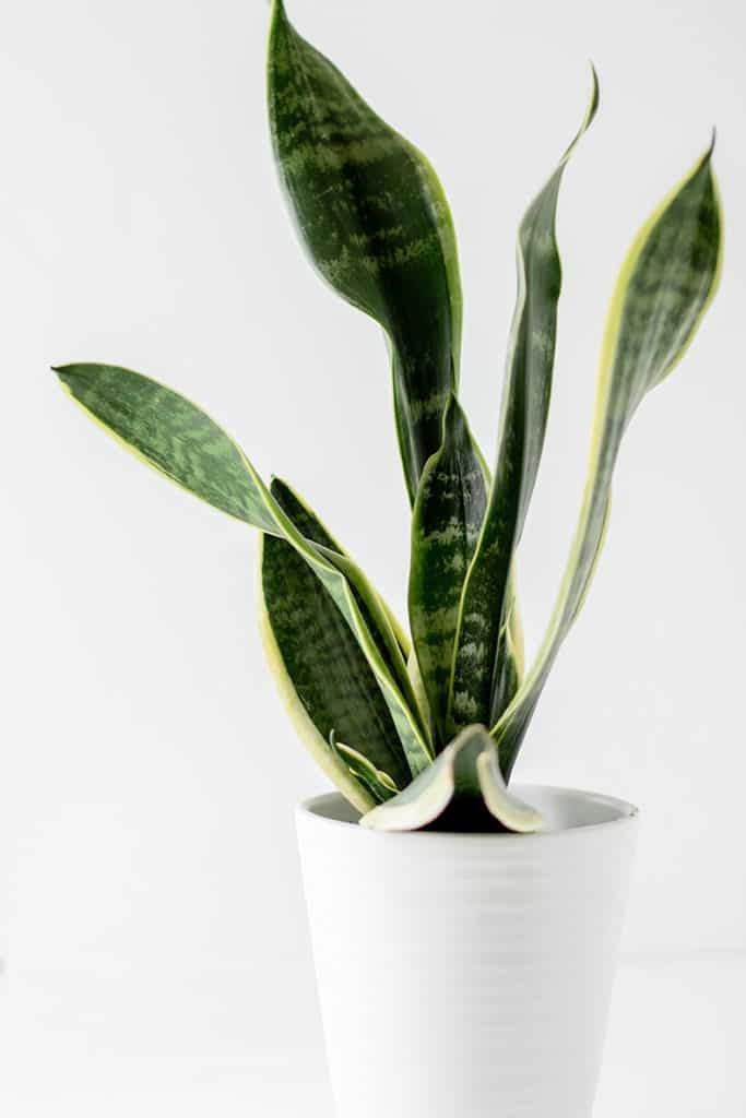 The snake plant can be very happy I the bathroom