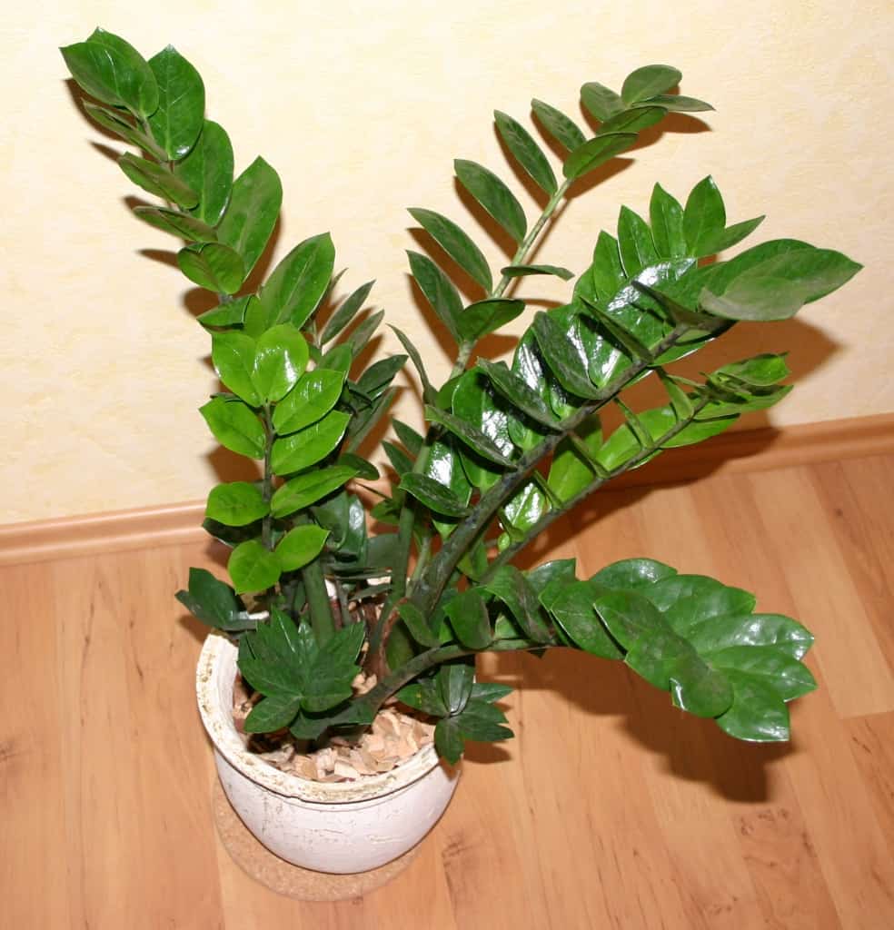 The entirety plant can be very happy I the bathroom