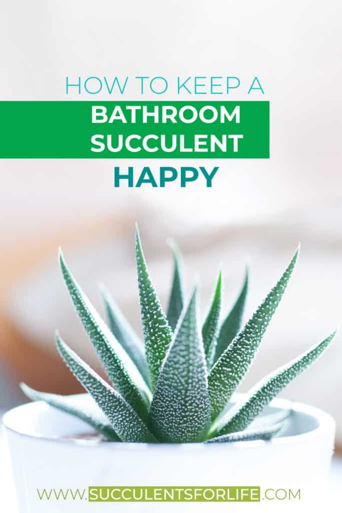 Can Succulents Survive In A Bathroom Without Windows? Succulents For Life