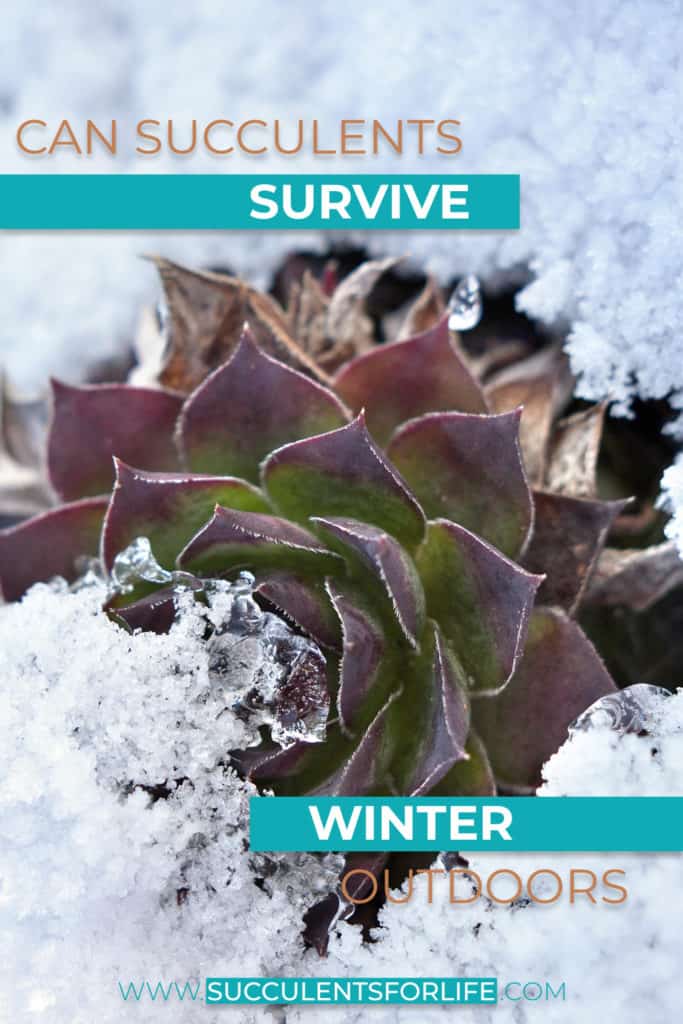 Can Succulents Survive Winter Outdoors? Your Questions Answered Succulents For Life