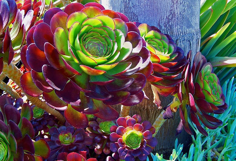 Some succulents change color during the winter