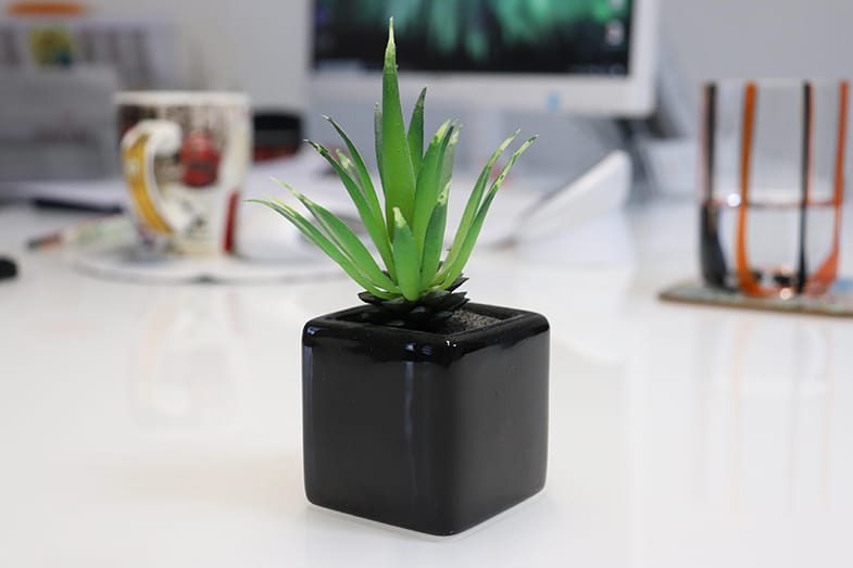 Succulents are some of the luckiest plants in the world