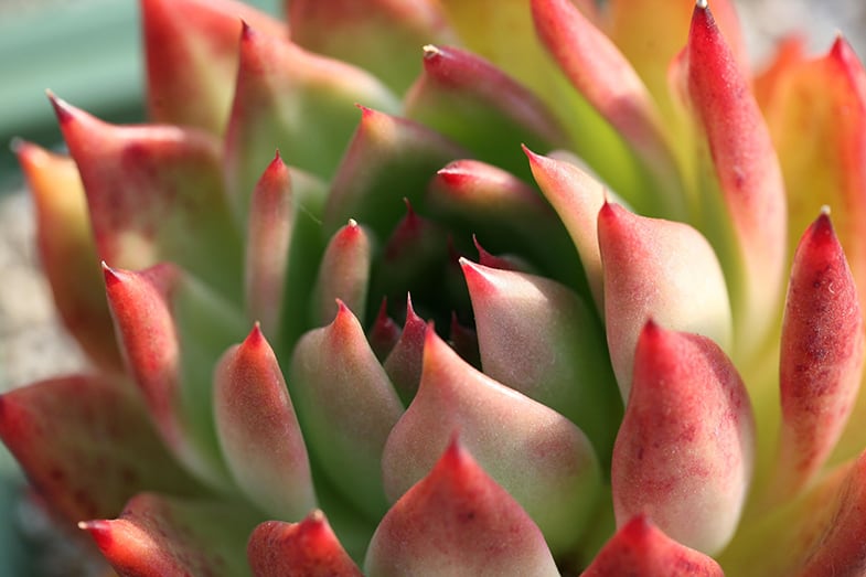 Some succulents such as sempervivum are happy outside in winter