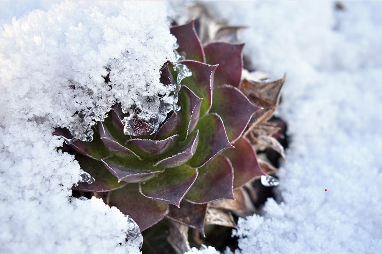 Some succulents can survive heavy snow