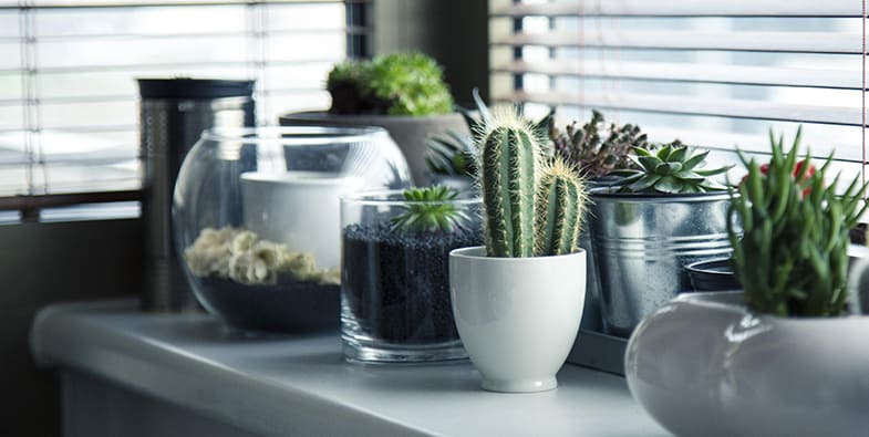 Some people believe that putting a thorny or spiky succulent by the window will keep negative energy way