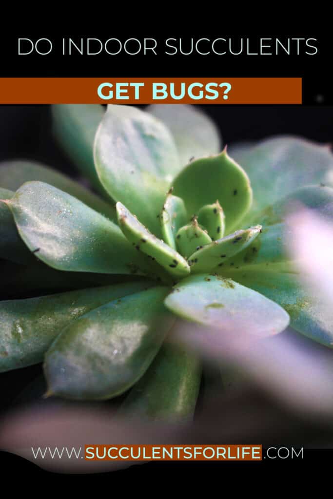 Do Indoor Succulents Get Bugs? EVERYTHING You Need To Know Succulents
