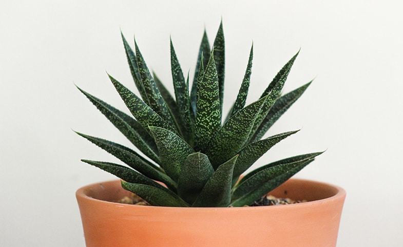 Aloe vera is one of the best succulents for aiding sleep