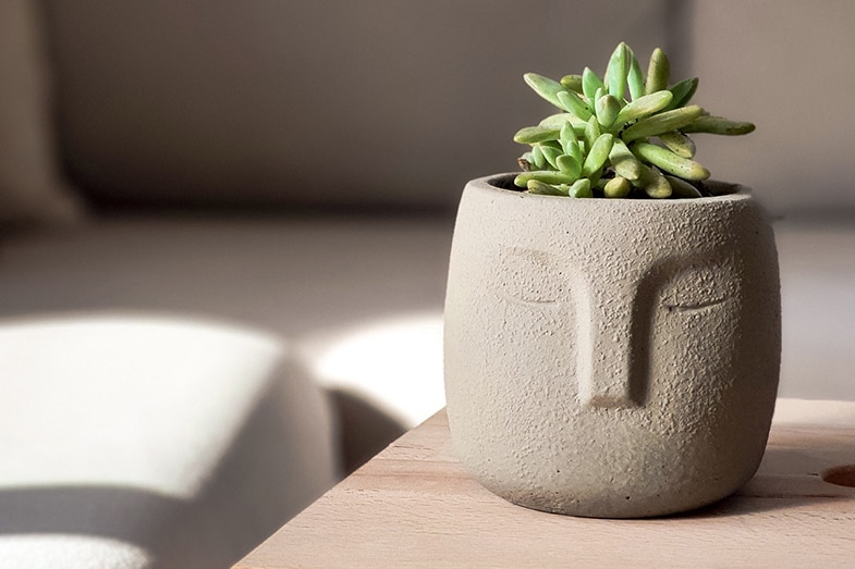 Succulents can help to clean the air and produce oxygen 24/7