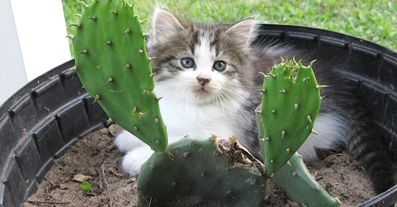 If you make it harder for your cat to get to your plant they can't attack it