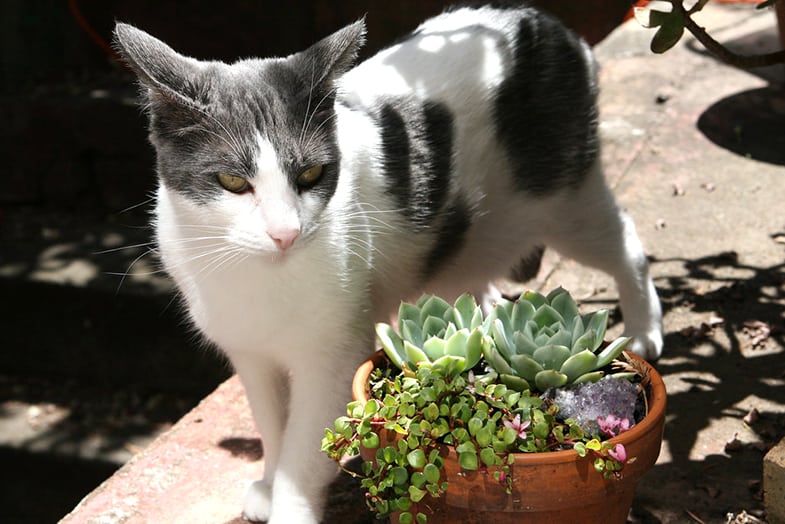 Cats can attack plants out of curiosity 
