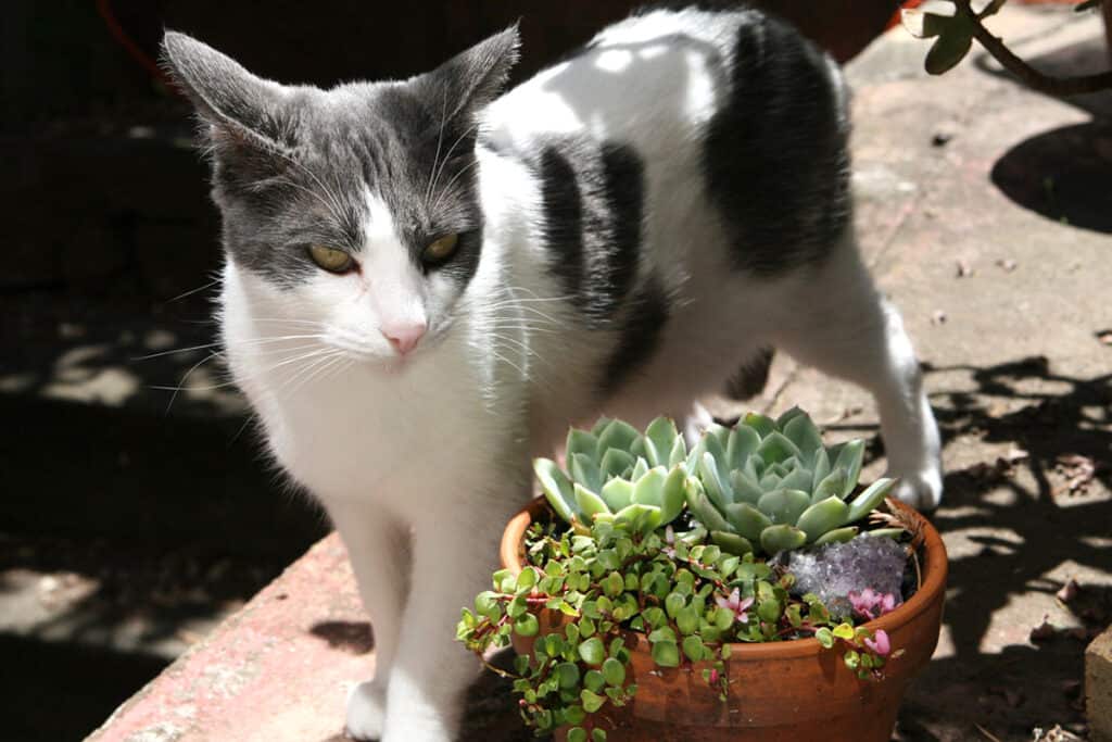 8 Ways To Stop Your Cat Attacking Your Succulents Once & For All