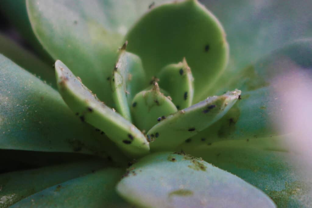 Do Indoor Succulents Get Bugs? EVERYTHING You Need To Know Succulents