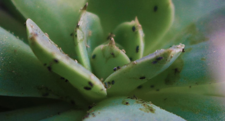 Adult fungus gnats don't harm the plants but their larva can