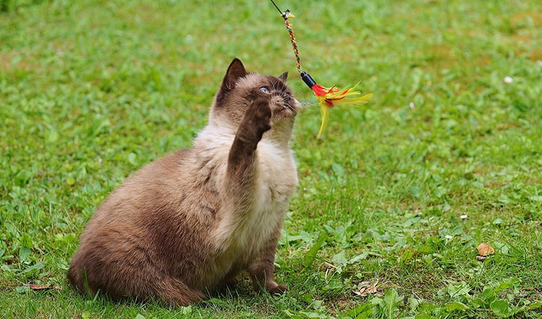 Playing with your cat can stop them getting bored and attacking other things