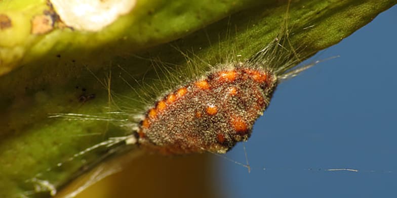 Scale insects can look like brown lumps under the leaves