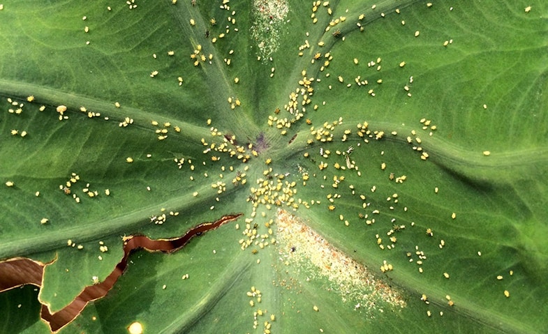 Spider mites look like dust on the underside of the leaves