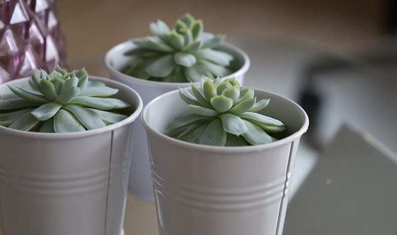 You should have one succulent for every 100 square feet