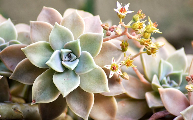 Crassulas often flower in winter