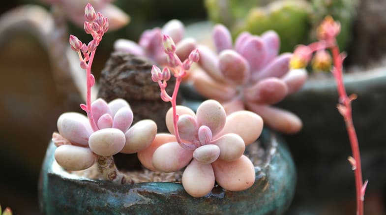 Monocarpic succulents will only flower once in their lifetime