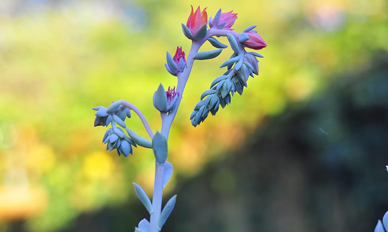 Echeverias produce stunning flowers