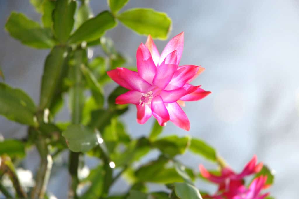 Do Succulents Flower And What Does It Mean If They Do? Succulents For