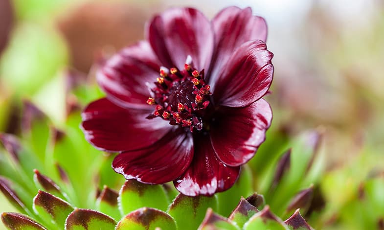 Succulents can produce beautiful and colorful flowers