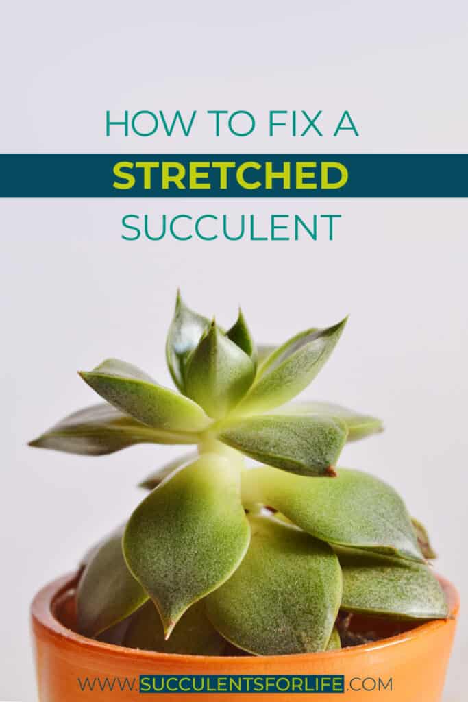Reshaping A Succulent Tips To Fix A Stretched & Leggy Plant