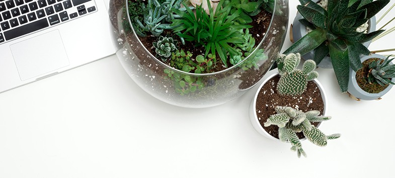 Succulent terrariums ca be very effective