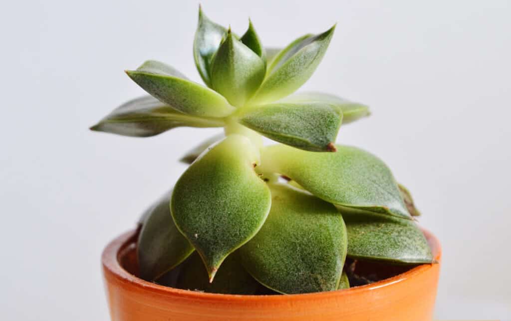 Reshaping A Succulent Tips To Fix A Stretched & Leggy Plant