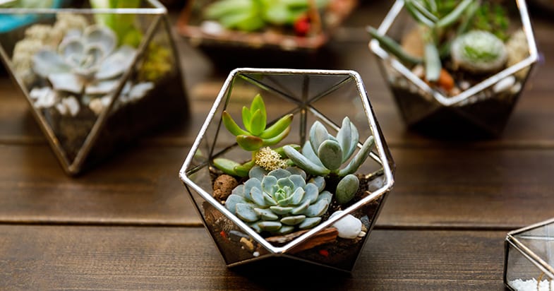 Small succulents work better in terrariums