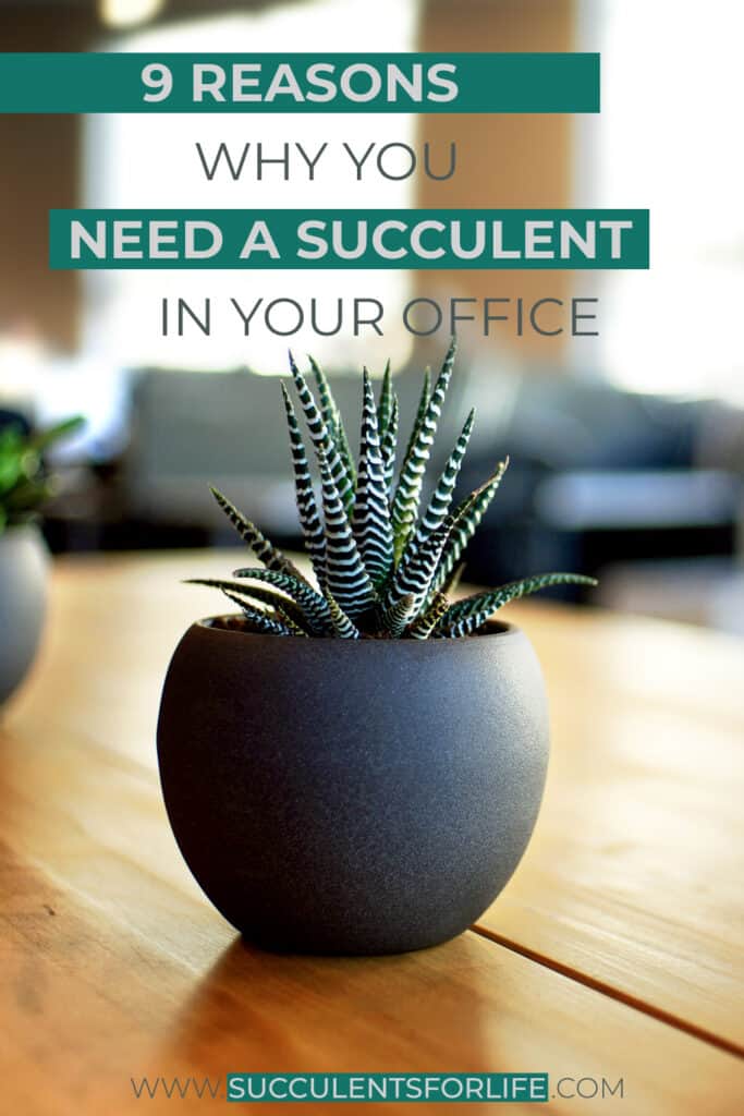 9 Reasons Why You NEED To Have Succulents In Your Office Succulents