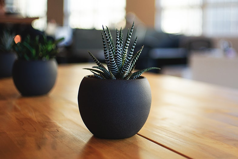 Succulents are great at purifying the air.