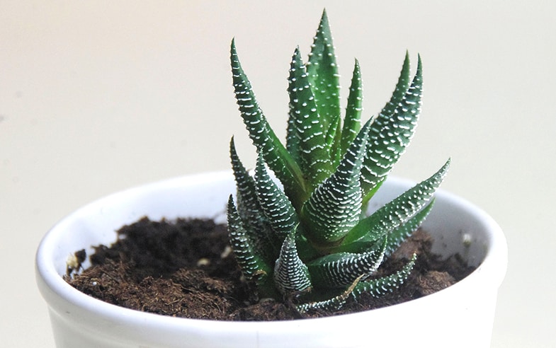 Succulents allow you to bring the outdoors indoors.