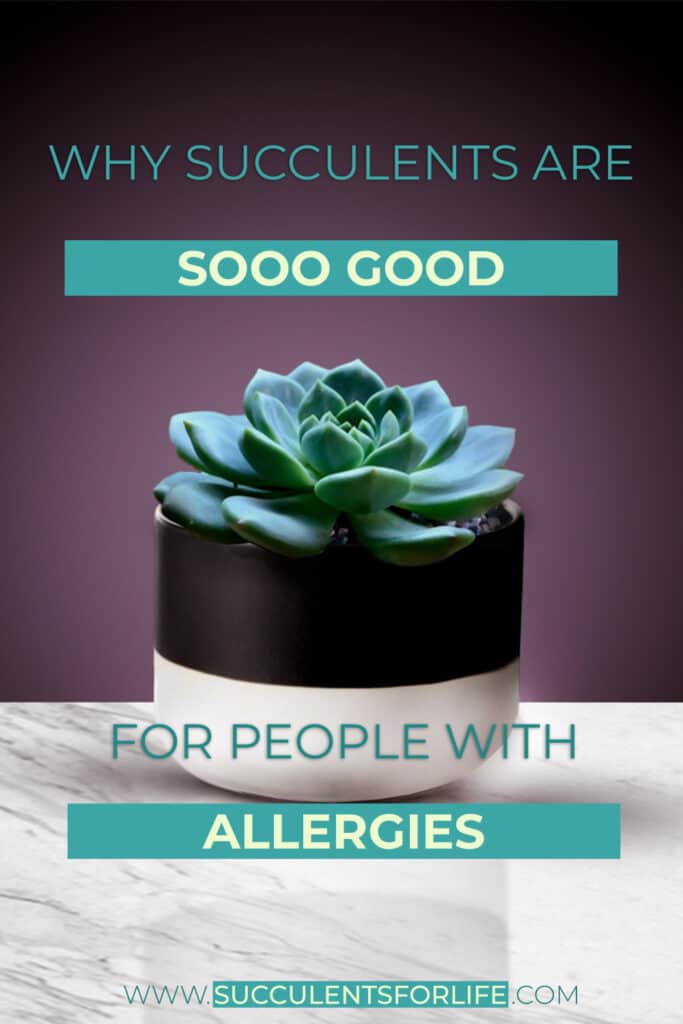 Why Succulents Are The Best Option For AllergyProne People