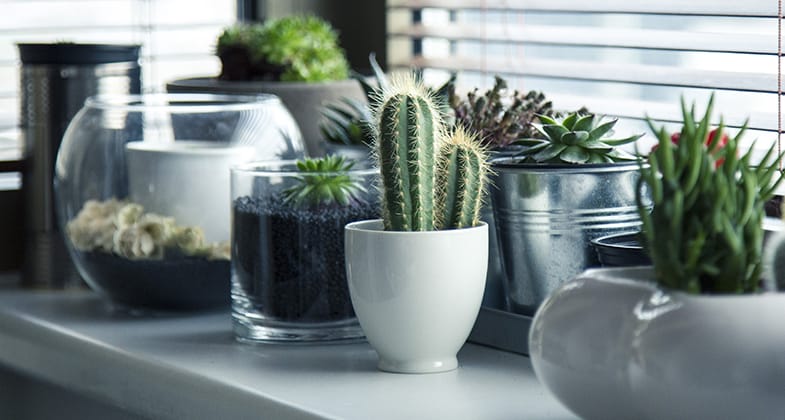 Succulents are great at preventing allergies