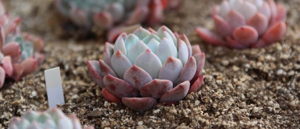 Having the right soil for your succulents is crucial