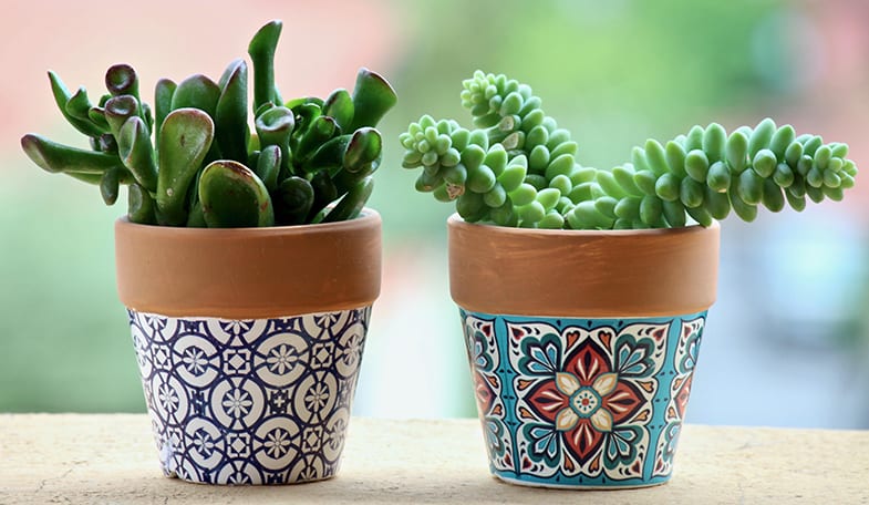 Many succulents can help reduce allergies