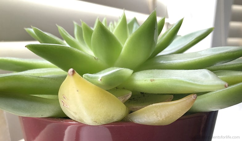 Yellow leaves are a sign of overwatering your succulents