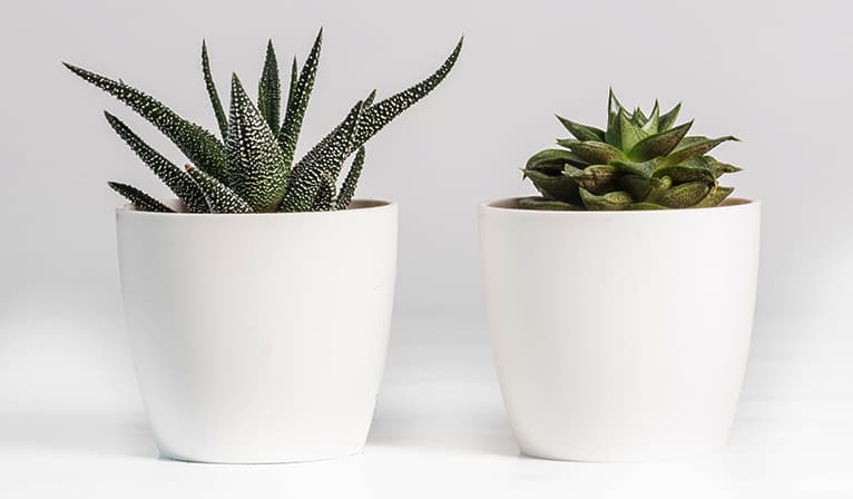 Succulents don't have spores so are good for people with allergies