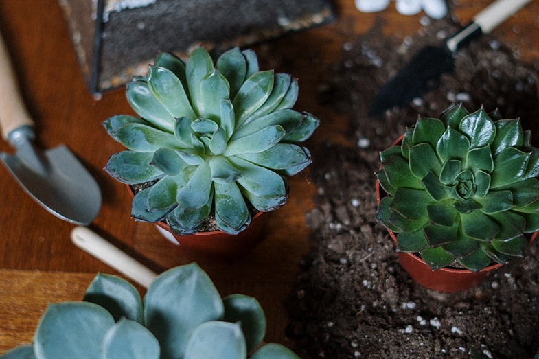 Making your own succulent potting soil is cheaper than buying it
