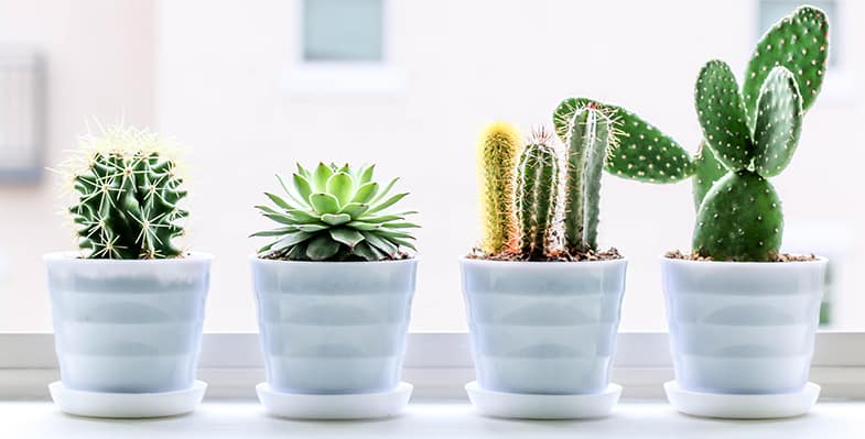 Plater trays are a great way to water your succulents